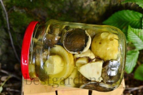 Маринад для грибов на зиму. Лесные грибы маринованные на зиму