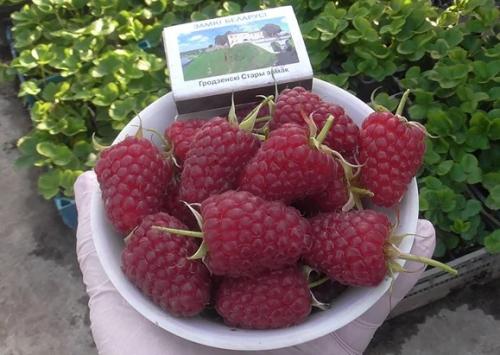 Можно ли сажать ремонтантную малину рядом с обычной. Какую малину лучше посадить: ремонтантную или обычную?