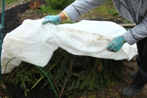 Когда и чем укрывать розы. Как укрыть розы на зиму. Чем укрывать розы 02