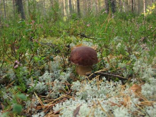 Боровик — где и как растет, популярные виды, ценность, правила приготовления + 73 фото