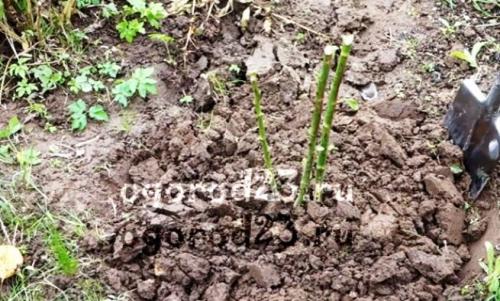 При какой температуре нужно закрывать розы на зиму. Подготовка роз к зиме — обрезка