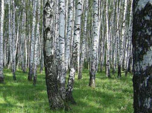 Волнушки синеют. Грибы волнушки: разновидности, польза, особенности приготовления