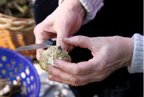Сколько варить свинухи грибы перед жаркой. Рецепты варки, жарки и маринования свинушек 22