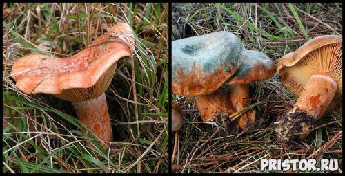 Волнушки и рыжики отличие. ВОЛНУШКИ И РЫЖИКИ 13