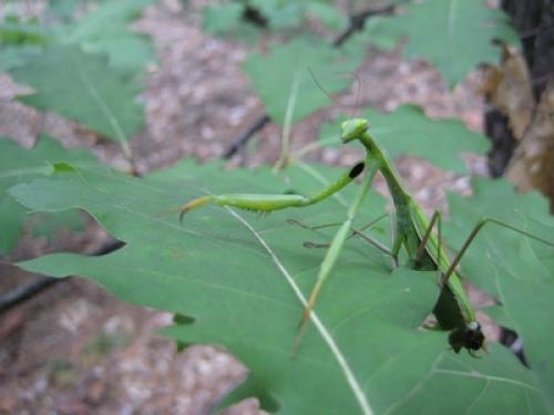 Польский гриб жареный с луком. Как можно приготовить грибы. Жаренные грибы с луком