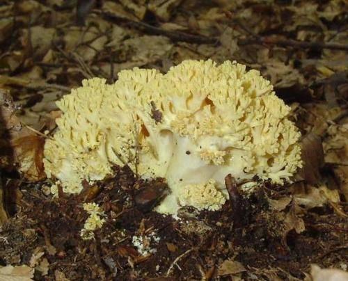 Гриб, как белый коралл. Съедобные грибы, похожие на кораллы с белым и желтым телом 13 Гриб, как белый коралл. Съедобные грибы, похожие на кораллы с белым и желтым телом 13