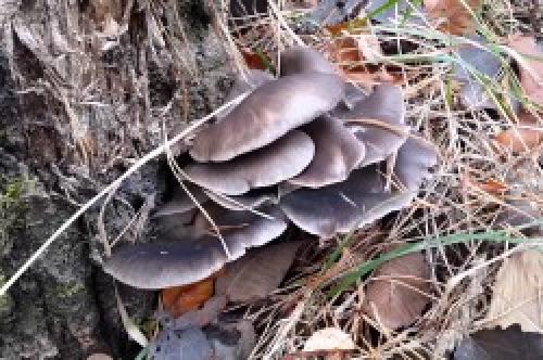 Грибы которые растут на пнях. Немного о грибах, растущих на пнях или деревьях 01