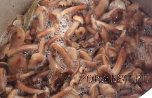Как варить свежие грибы опята. Подготовка и термическая обработка 12