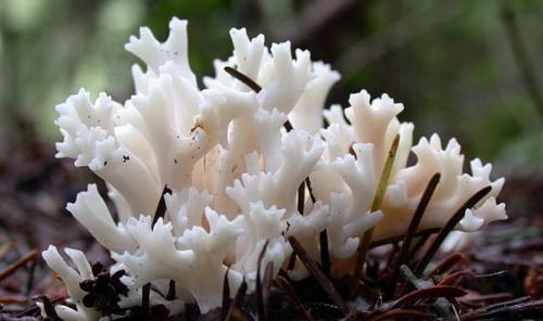 Гриб похожий на белый коралл. Съедобные грибы, похожие на кораллы с белым и желтым телом