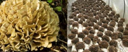 Пеньковые грибы съедобные. Съедобные и несъедобные грибы, растущие на деревьях и пнях +Видео опытных грибников