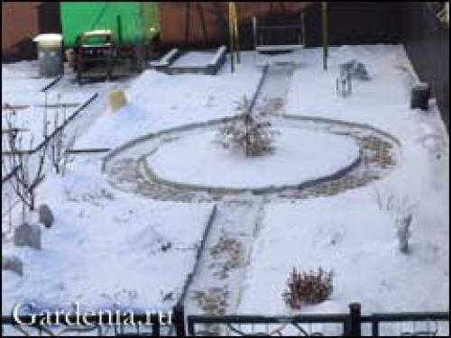 Как укрыть розы на зиму простым способом. 