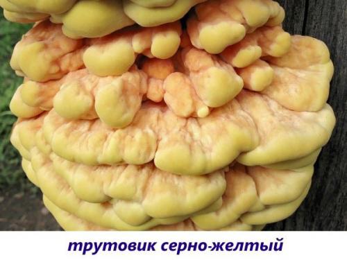 Съедобные грибы на дереве. Вкусные съедобные ксилотрофы