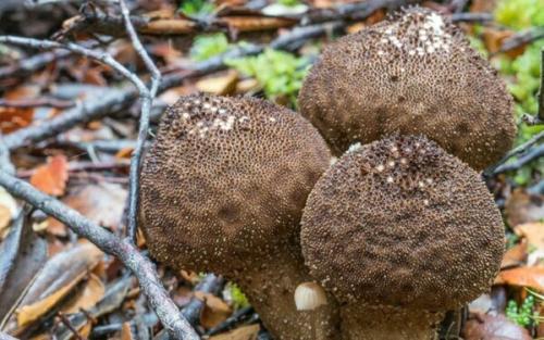 Гриб дождевик галлюциногенный. Дождевик съедобный (Lycoperdon perlatum).
