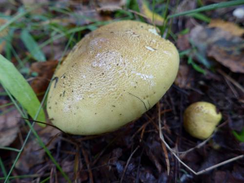 Какие грибы растут под акацией. ТОП 6 съедобных Рядовок, которые нужно знать в лицо. Част. 