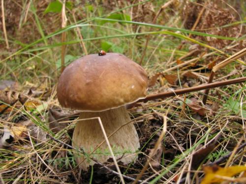 Боровик — где и как растет, популярные виды, ценность, правила приготовления + 73 фото