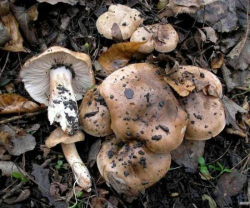 Какие грибы растут под акацией. ТОП 6 съедобных Рядовок, которые нужно знать в лицо. Част. 