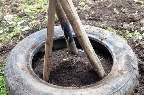 Когда и чем укрывать розы. Как укрыть розы на зиму. Чем укрывать розы 03