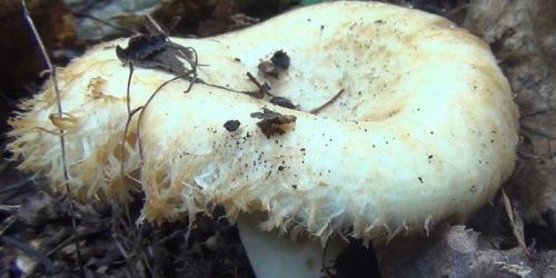 Какие грибы растут под березой. Популярные съедобные