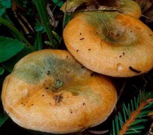 Отличие рыжика от волнушки. Что мы знаем о рыжиках. Интересные факты об этих замечательных грибах.