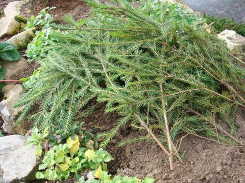 Чем засыпать розы на зиму. 5 простых шагов в том, как укрыть розы на зиму.