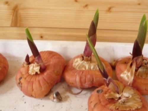 Что делать с детками гладиолусов после выкопки. Что делать с «детками» гладиолусов после выкапывания осенью луковиц и как из них вырастить цветы 06