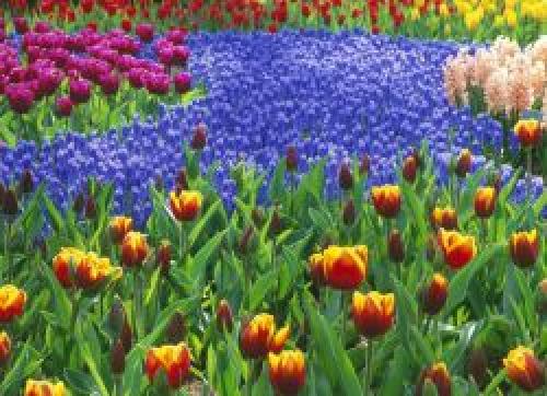 Какие цветы растут в лесу осенью. Какие цветы в лесу осенью растут