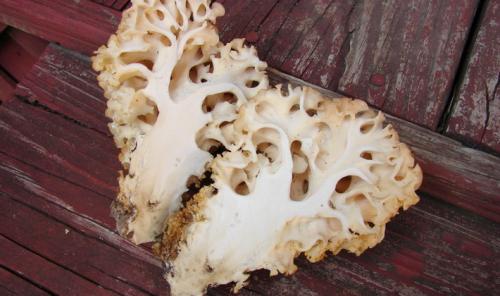 Гриб похожий на белый коралл. Съедобные грибы, похожие на кораллы с белым и желтым телом