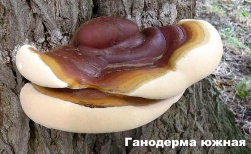 Пеньковые грибы съедобные. Съедобные и несъедобные грибы, растущие на деревьях и пнях +Видео опытных грибников