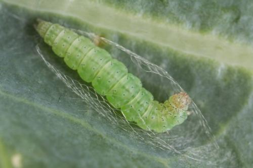 Как бороться с зелеными гусеницами на капусте. Описание вредителя