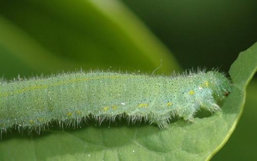 Как бороться с зелеными гусеницами на капусте. Описание вредителя