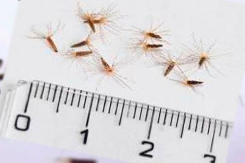 Семена стевии. Как вырастить стевию из семян дома