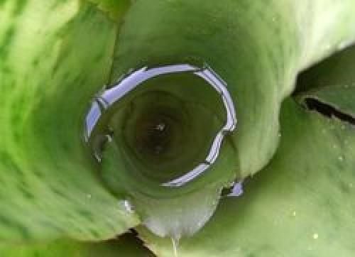 Бромелия приметы и суеверия. Народные приметы: что можно, что нельзя? 13