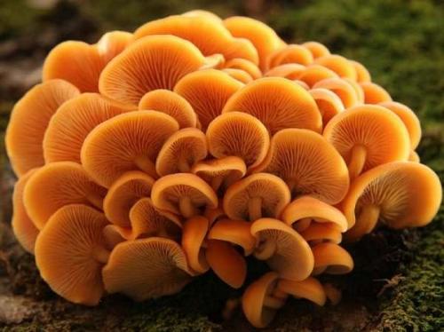 Съедобные грибы растущие на березе. 1 Съедобные грибы на деревьях