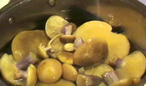 Рядовки жареные в сметане. Жареные рядовки: рецепты, как правильно приготовить грибы