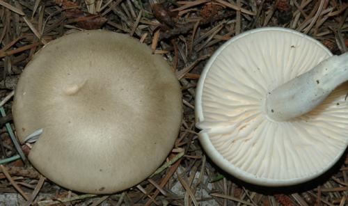 Какие грибы растут в сосновом бору. Список лесных съедобных грибов с фото и советы начинающим грибникам 09