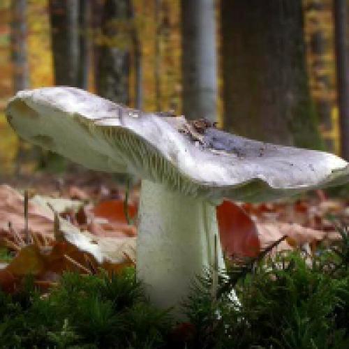 Рядовка серая: фото и описание