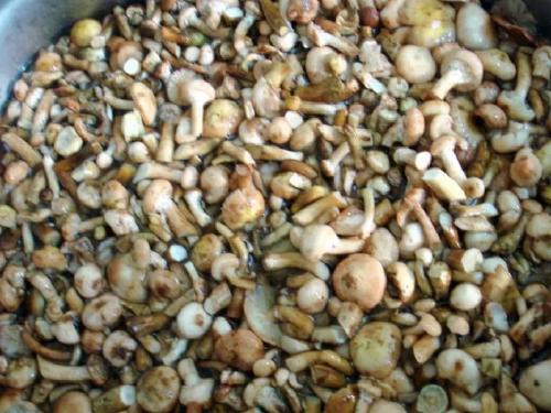 Как солить опята холодным способом