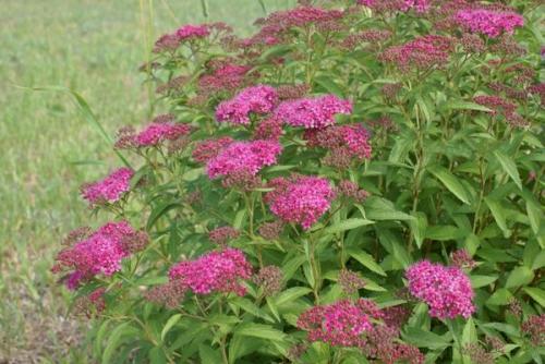 Спирея вангутта обрезка после цветения. Обрезка летнецветущих спирей