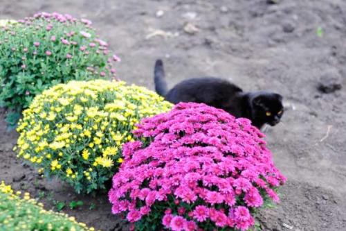 Как укрывать на зиму шаровидные хризантемы. Уход за хризантемой осенью