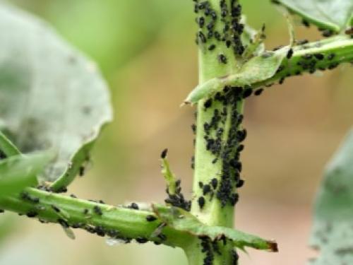 Как выглядят трипсы на гладиолусах. Как выглядят вредители трипсы на растениях и их личинки (с фото и видео) 13