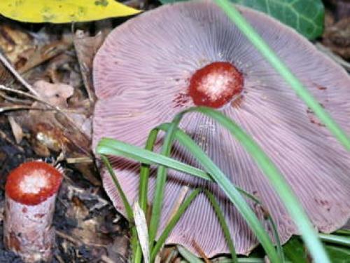 С чем можно перепутать рыжики. Рыжики тоже бывают разными!