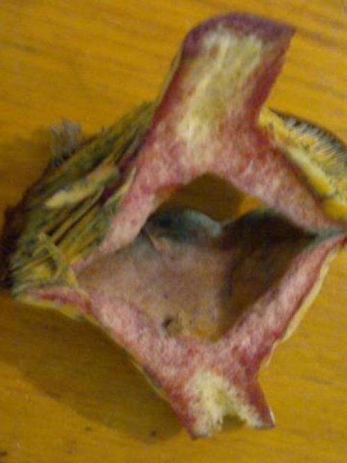 С чем можно перепутать рыжики. Рыжики тоже бывают разными!