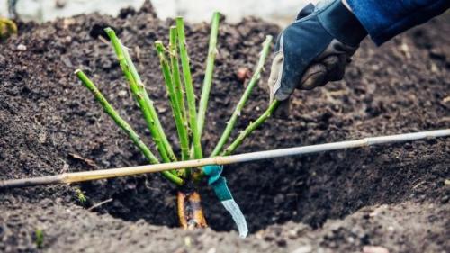 Можно ли сажать розы в августе в ленинградской области. Правильная посадка роз осенью