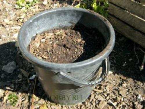 Чем обработать виноград перед укрытием на зиму. Удобрения, вносимые осенью перед укрытием винограда