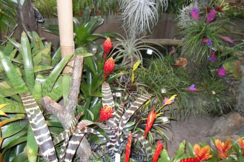 Цветок бромелия приметы. Бромелия