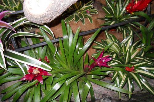 Цветок бромелия приметы. Бромелия