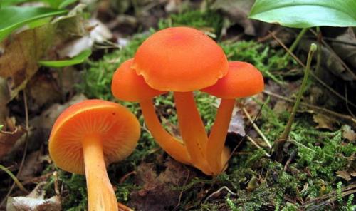 Грибы в сосновом лесу съедобные. Список лесных съедобных грибов с фото и советы начинающим грибникам 08