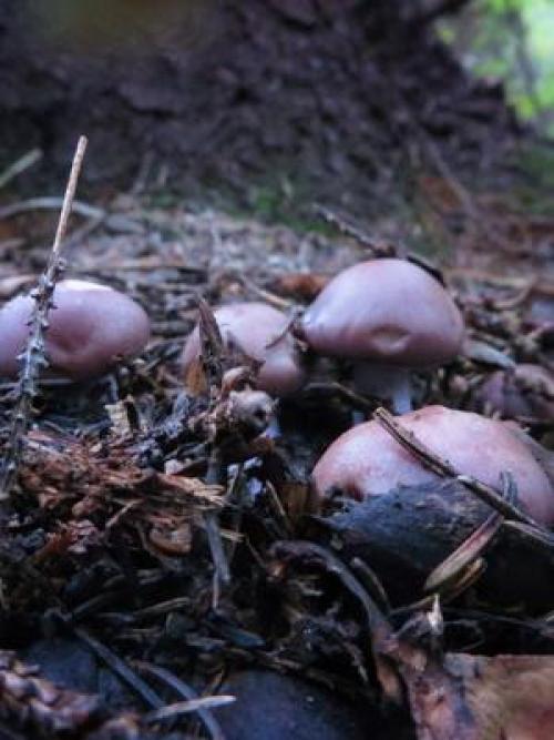 Грибы рядовки когда собирать. Где и когда собирать гриб синий корень