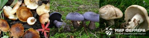 пластинчатые грибы типичные представители. пластинчатые грибы: фото съедобных с описанием