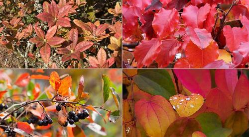 Что осенью происходит с дубом. 2 Определяем вид дуба по его листве 07